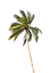 Wandcirkels Palmboom Slanke kokospalm tropische sfeer  © thawats