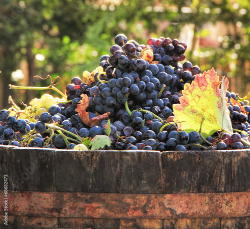 Harvesting grapes photo