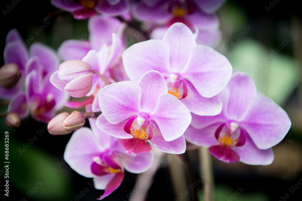 Orchids Orchids