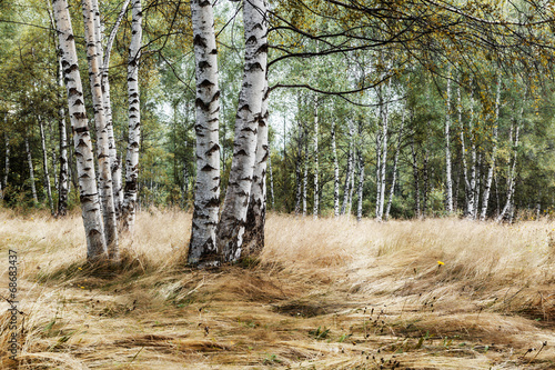 Fototapeta Naklejka Na Ścianę i Meble -  Birch trees in late summer