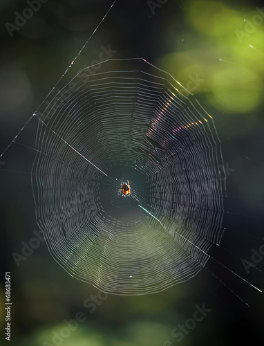 toile d'araignées en forêt de Fontainebleau