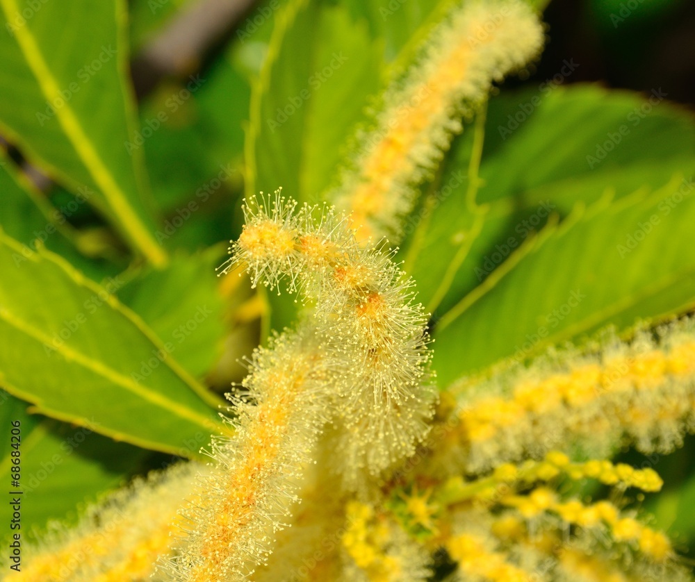 Fototapeta premium Chestnut flower with stamens full of pollen
