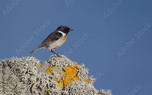 Stonechat, Saxicola torquata