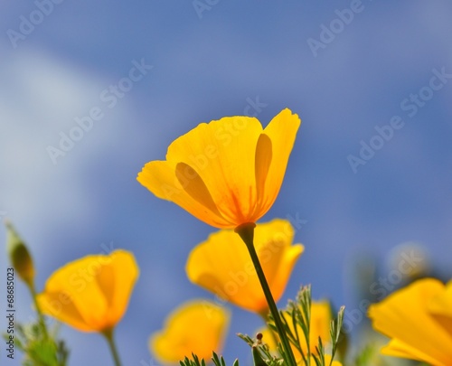 Attractive eschscholzia californica flowers