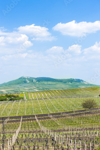 spring vineyard, Palava, Czech Republic