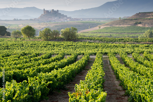 Vineyard, San Vicente de la Sonsierra as background, La Rioja