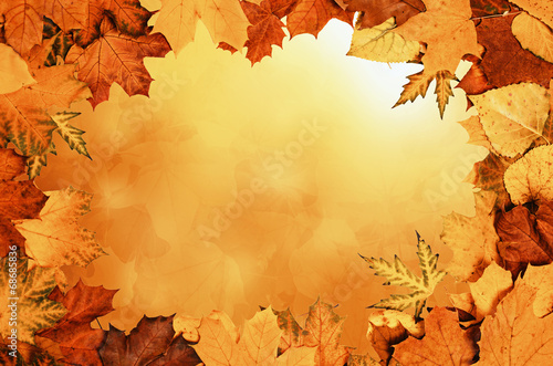 Autumn leaves frame