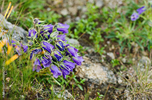 Campanula alpina photo