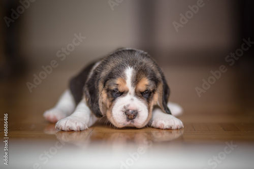 Small beagle puppy © Lunja