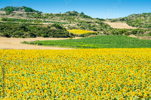 Mediterranean landscape, La Rioja (Spain)