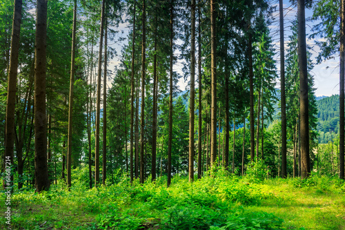 forest glade in  shade of the trees