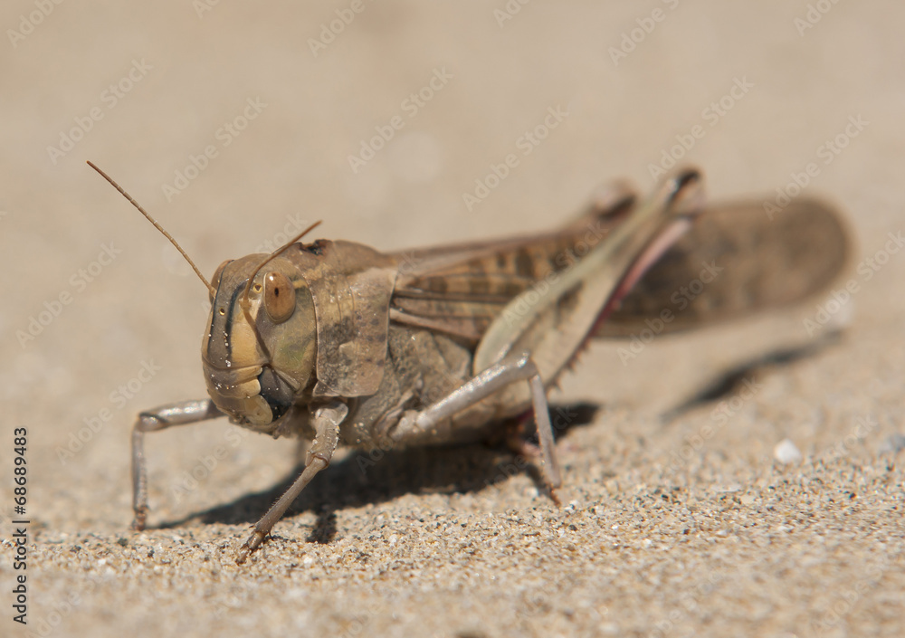 hopper hopper