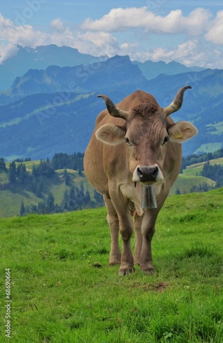 Kuh auf der Hochalp © Franz Gerhard