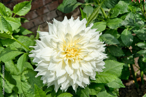 Fototapeta Naklejka Na Ścianę i Meble -  Beautiful fresh white double dahlia