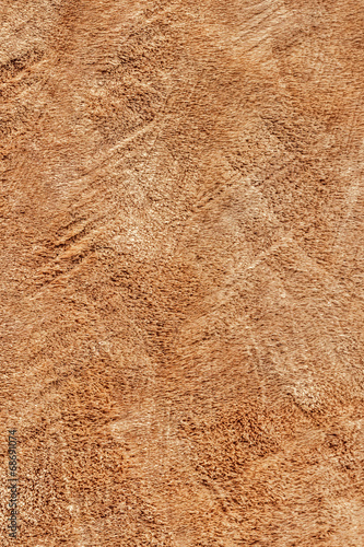 Poplar Wood Cross Section Grunge Texture