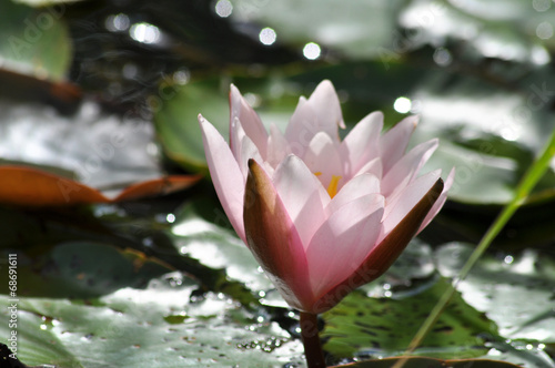 Wasserose - Zarte Naturschonheit