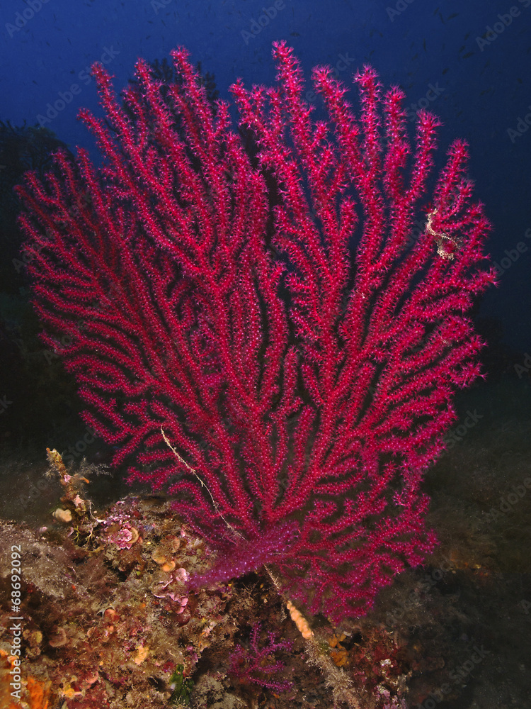 Obraz premium Red sea fan, Farbwechselnde Gorgonie (Paramuricea clavata)