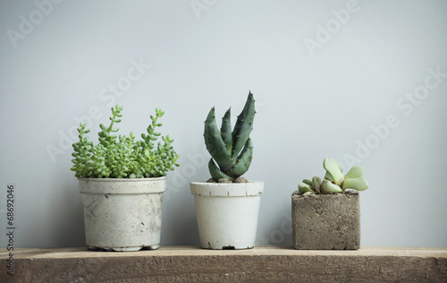 succulents in diy concrete pots in scandinavian home decor