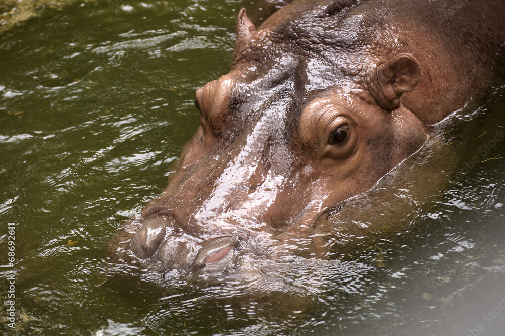 eyes and ears of the hippopotamus eyes and ears of the hippopotamus
