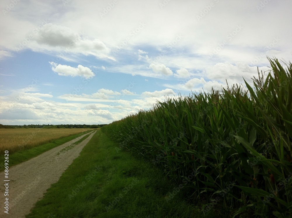 Fototapeta premium Maisfeld am Wegesrand