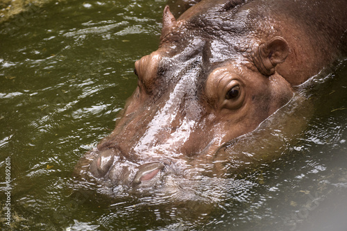 eyes and ears of the hippopotamus