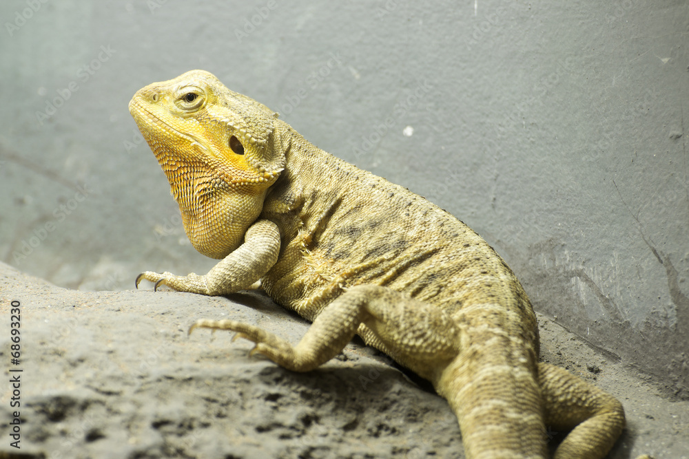 Obraz premium bearded dragon