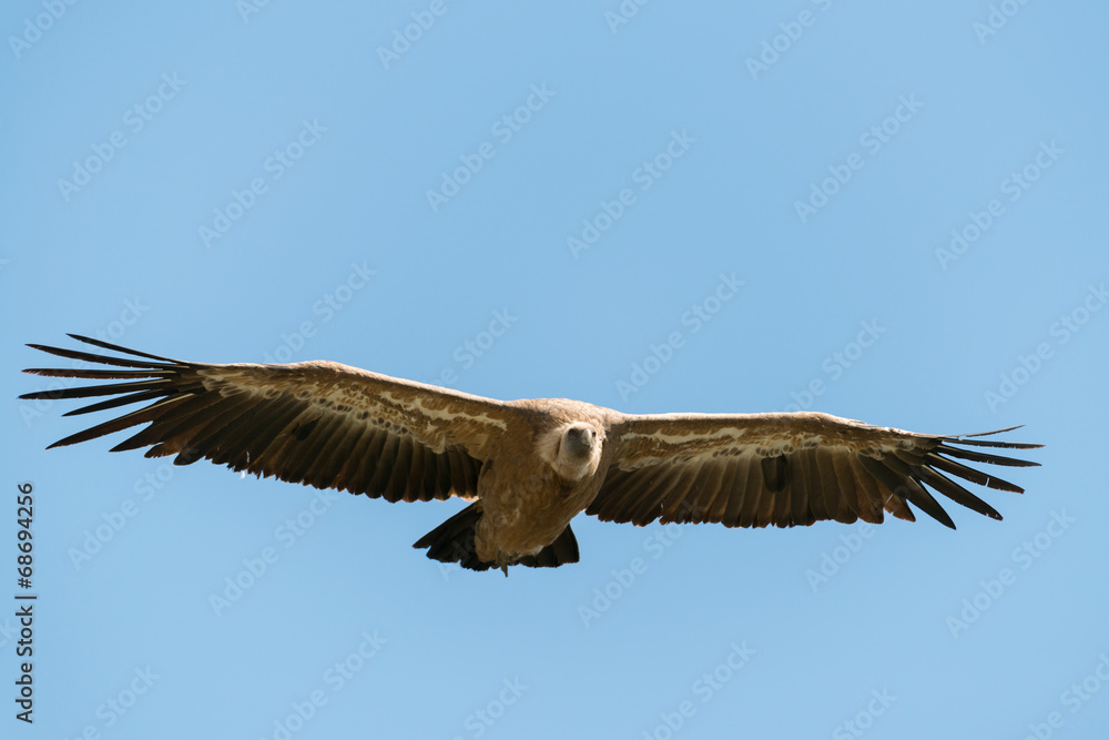 Gänsegeier, Griffon vulture, Gyps fulvus