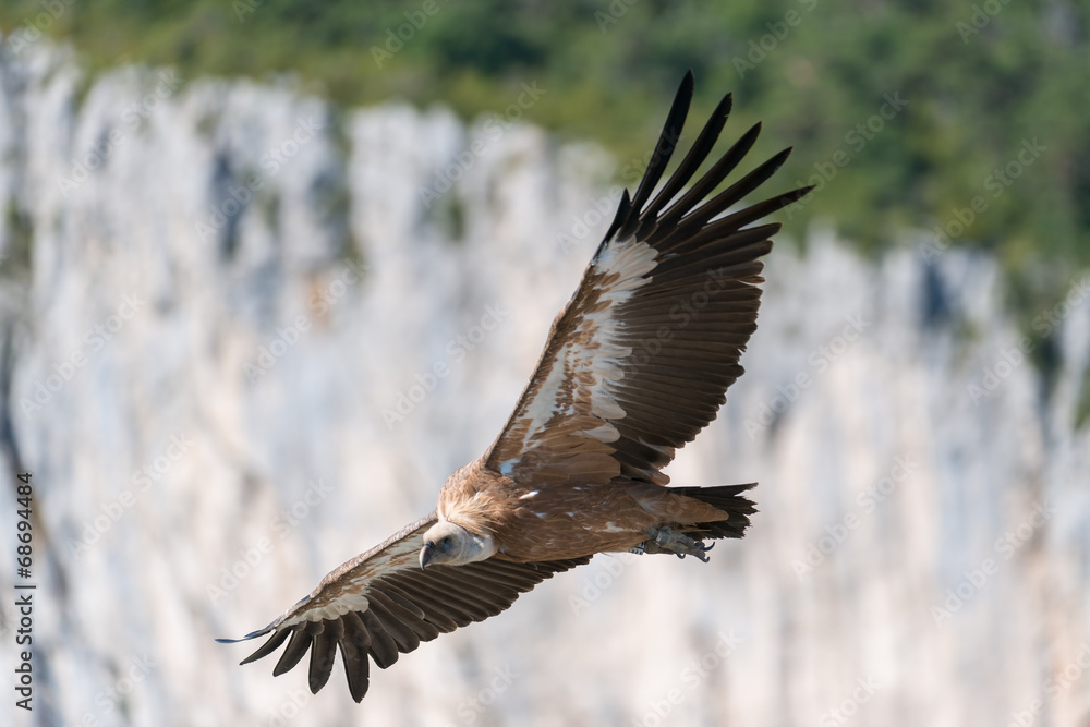 Fototapeta premium Gänsegeier, Griffon vulture, Gyps fulvus