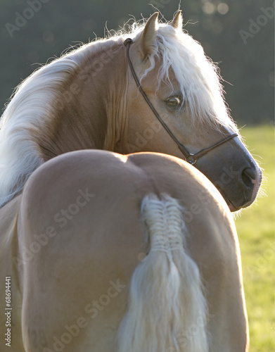 Cuadro en lienzo haflinger