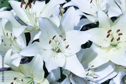 Tableau sur toile White lilies