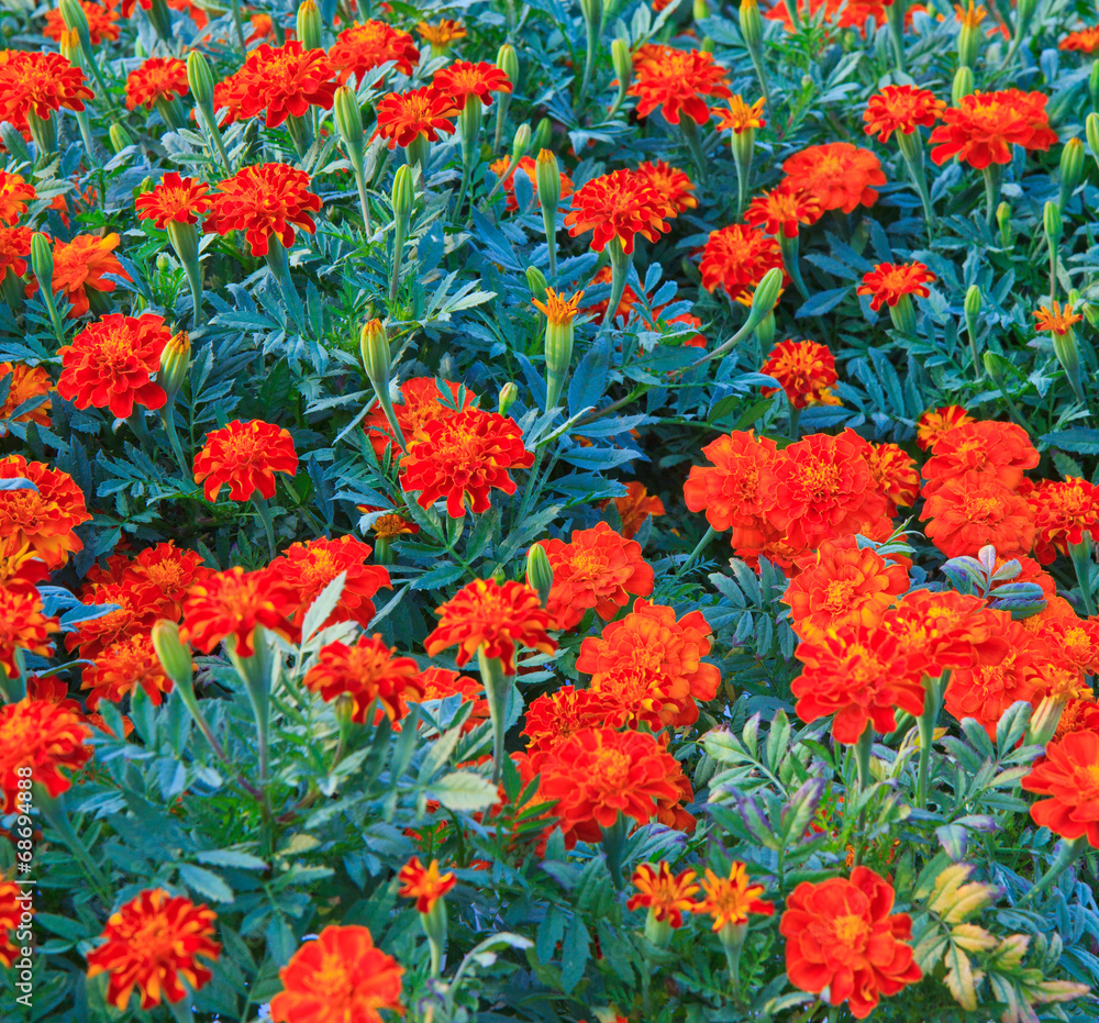 Marigold flower in the garden