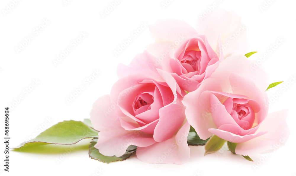 Pink Roses