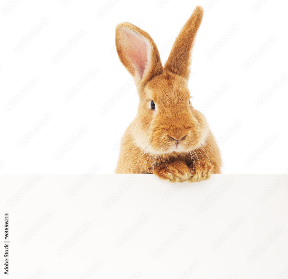 Obraz premium Rabbit with blank