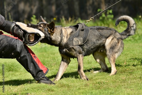 dog training photo