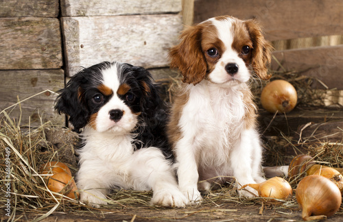 Photography Cavalier King Charles Spaniel