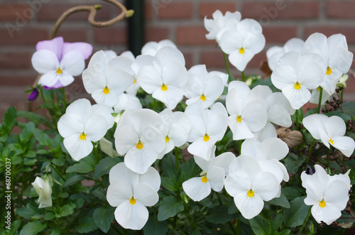 White violets