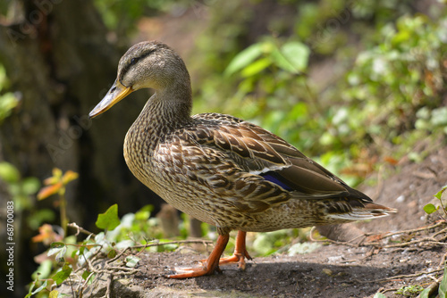 Canne colvert élégante