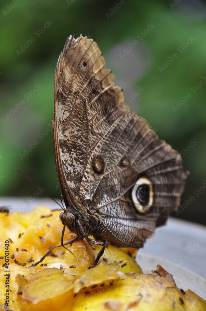 Fototapeta premium Papillon Hibou Costa Rica