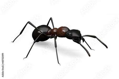 Ant on white