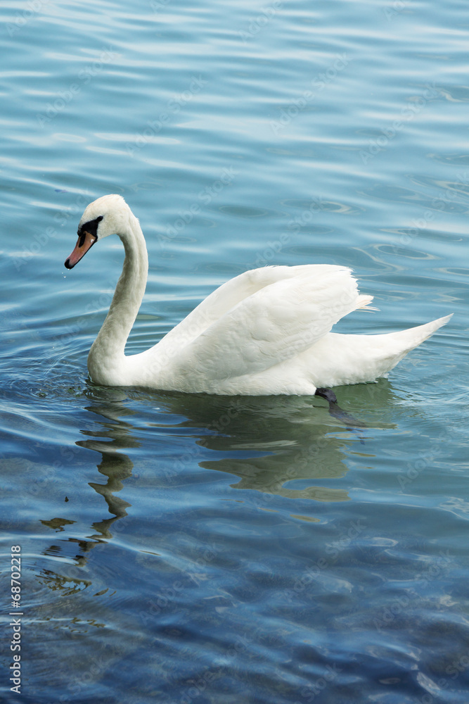 Swan Swan