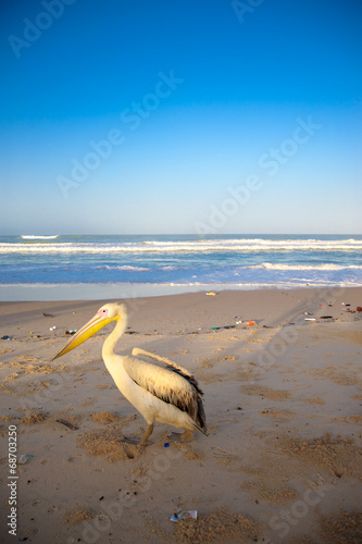 Pelican on empty beach in Saint Louis photo