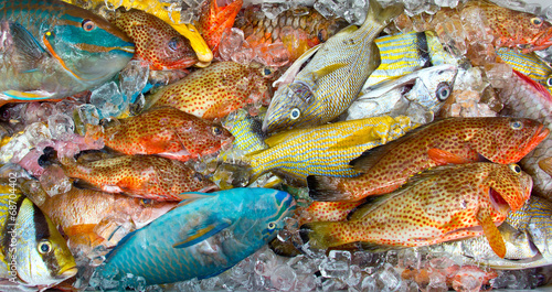 Fresh tropical fish on ice