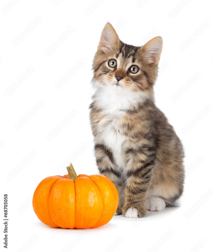 Cute kitten with mini pumpkin on white. Cute kitten with mini pumpkin on white.