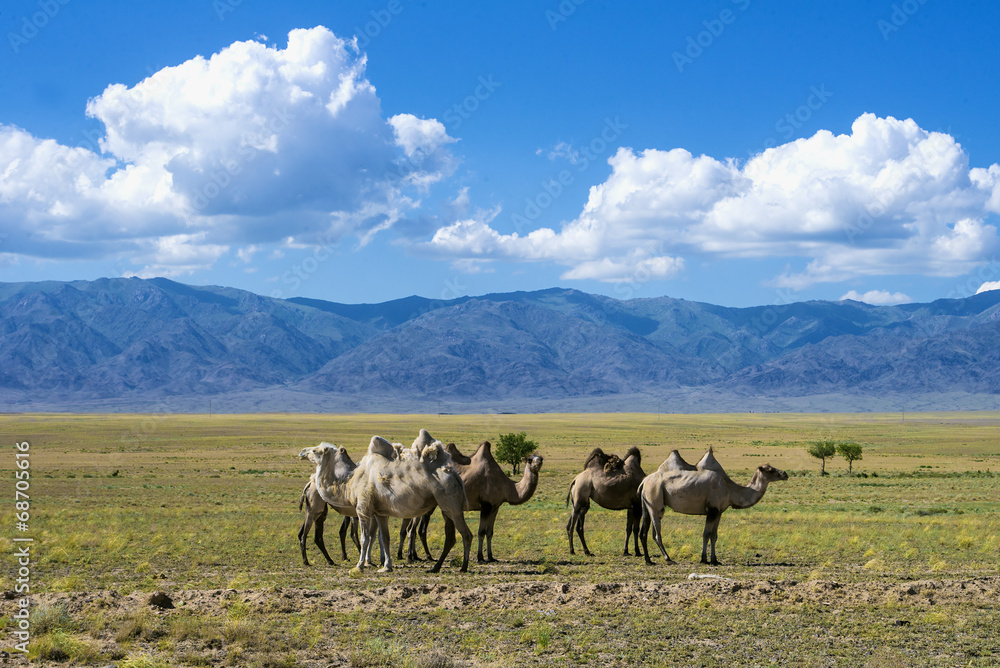Fototapeta premium Landscape with camels