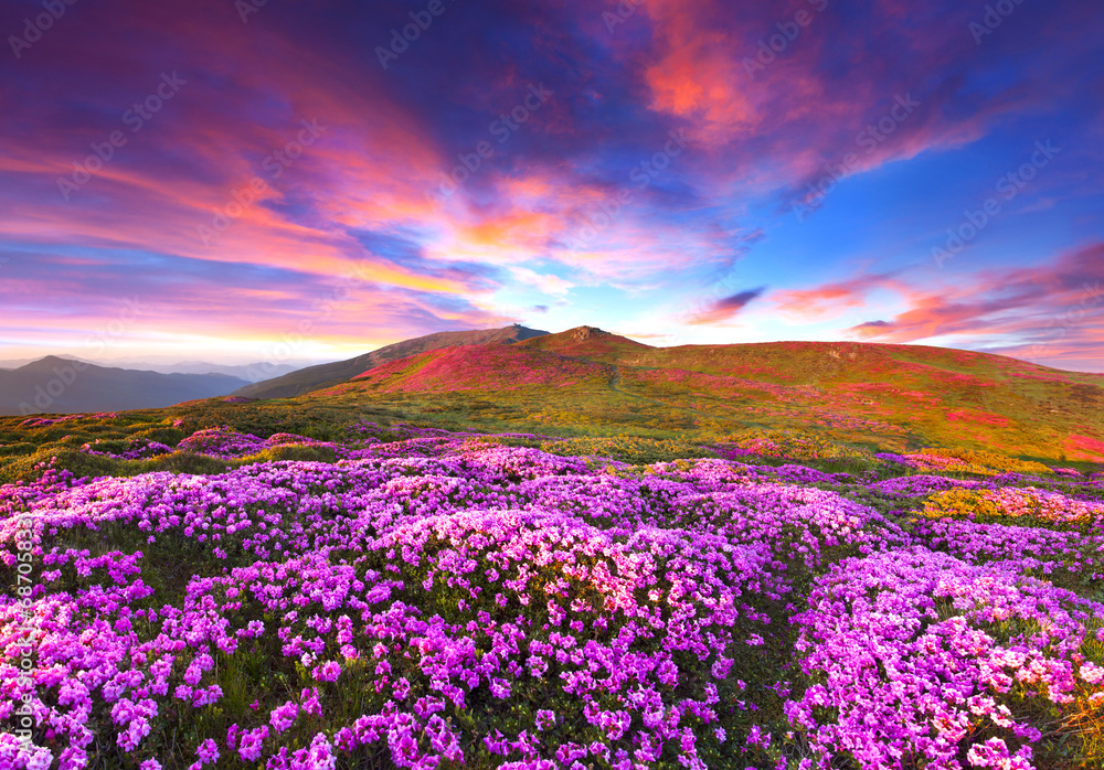 Obraz premium Magic pink rhododendron flowers in the mountains.