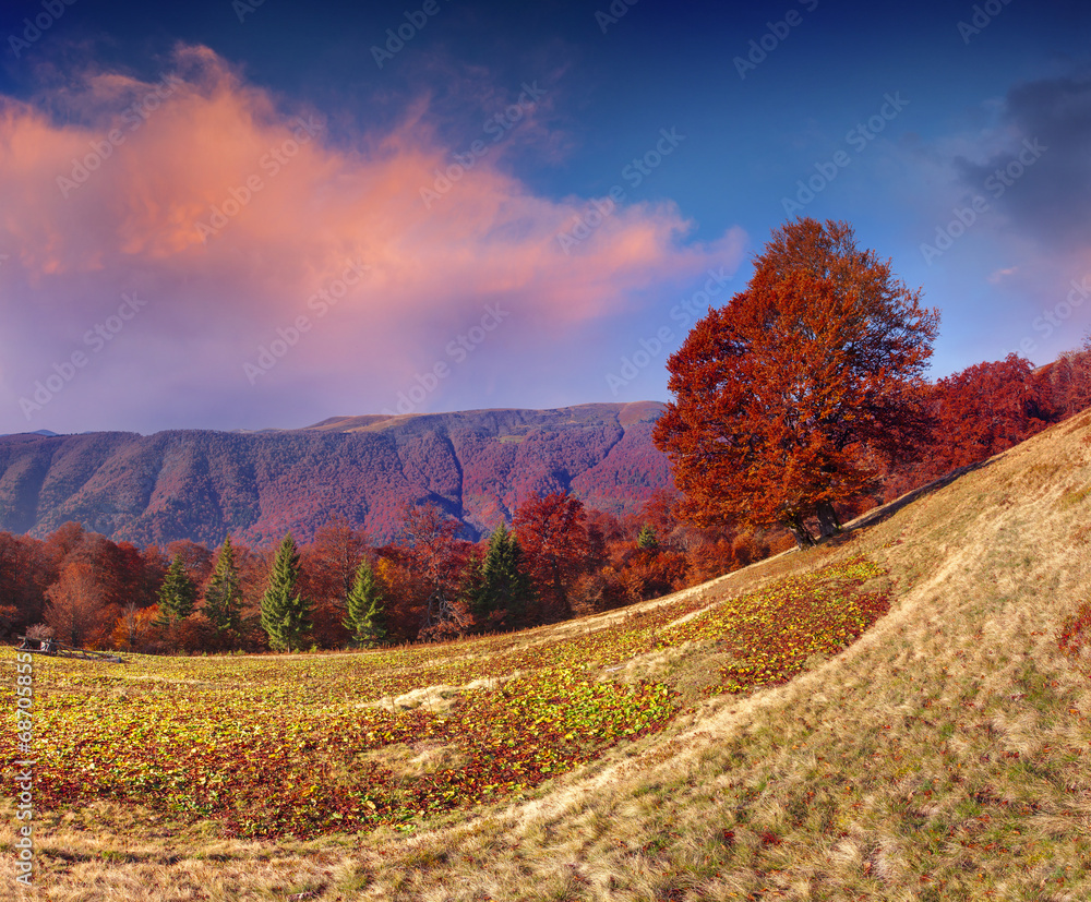Fototapeta premium Colorful autumn morning in the mountains.