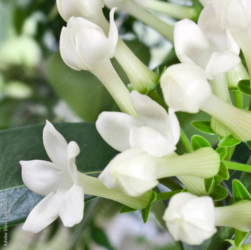 Jasmin Jasmin