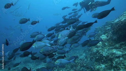 Wallpaper Mural Scuba diver filming amongst large school of surgeonfish  Torontodigital.ca