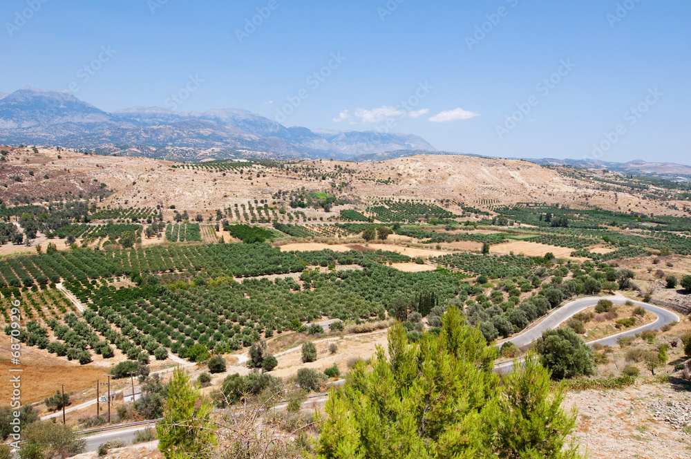 Cretan landscape with olive trees.