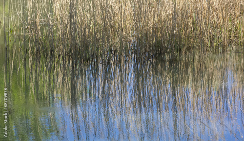 flowering reeds on the bank of river Devun